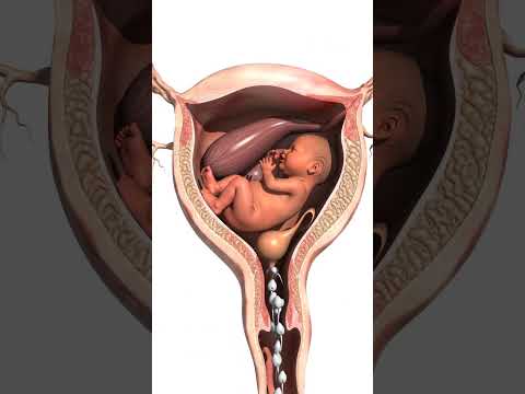 Unborn Baby in Mother’s Womb | Cells Rising & Developing Inside Womb #pregnancy #unbornbaby #shorts