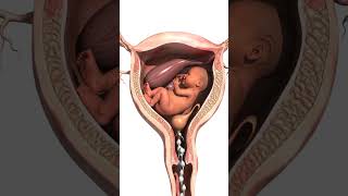 Download lagu Unborn Baby in Mother’s Womb | Cells Rising & Developing Inside Womb #pregnancy #unbornbaby #shorts mp3 Download lagu Unborn Baby in Mother’s Womb | Cells Rising & Developing Inside Womb #pregnancy #unbornbaby #shorts mp3