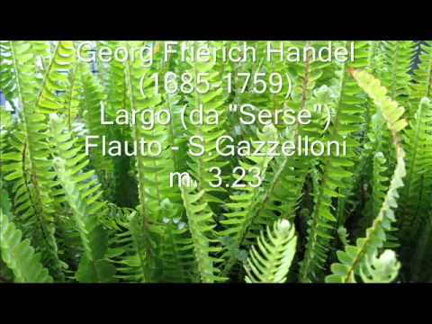GAZZELLONI 5 Classica flauto