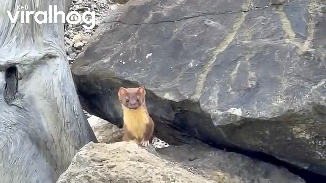 Found a Baby Weasel in My Front Yard || ViralHog