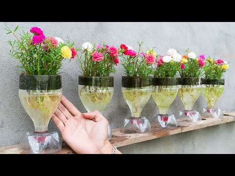 Creative Ideas, Recycle Plastic Bottles To Make Beautiful Portulaca (Moss) Pots For Your Home