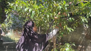 Download lagu Cooking Fried Fish and Picking Sapodilla Fruit at Grandma's House mp3