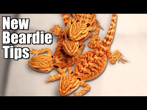 Your New Bearded Dragon - First Week
