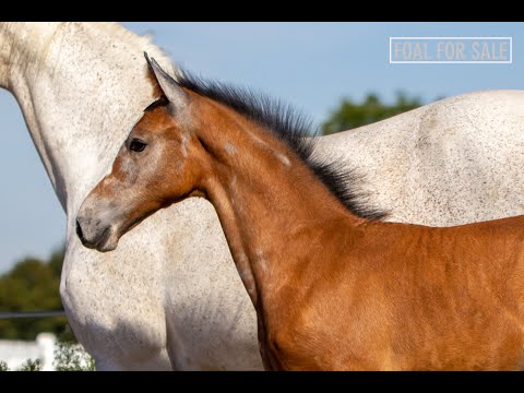 SOLD: Colt 2020 - Berlin x Carthago x Voltaire