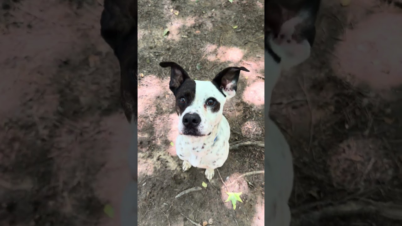 KOAH, a ADOPTABLE mixed breed in Marietta, GA video 5/6