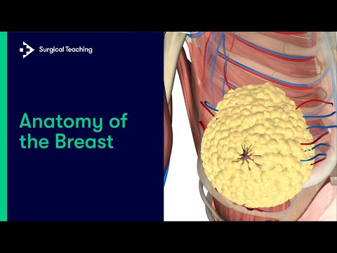 Anatomy of the Breast