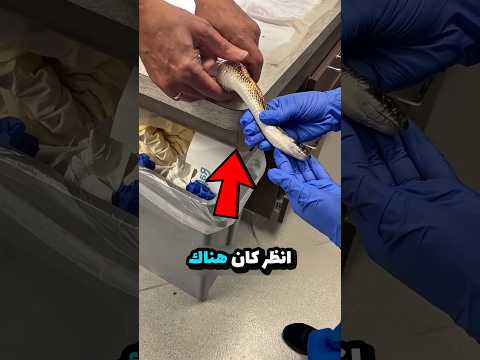 لن تُصدّق ما وجدوه عالقًا في هذا الثعبان! 😱🐍