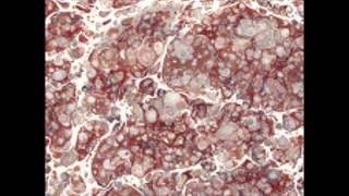 Frank Sinatra Daybreak