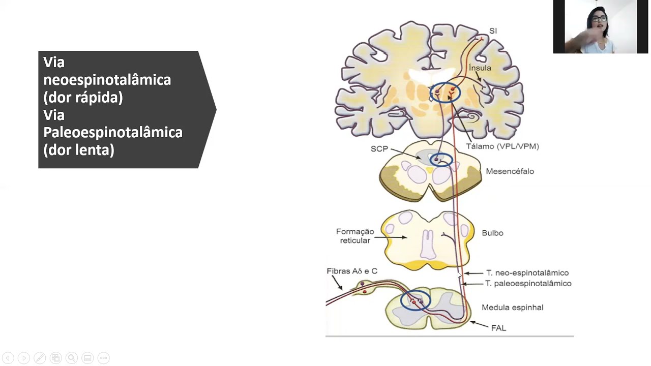 APRENDA  AGORA! transdução, condução e vias da DOR.