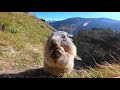 Alpenmarmot - Alpine marmot (Sound on) - Oostenrijk | Go Pro 7