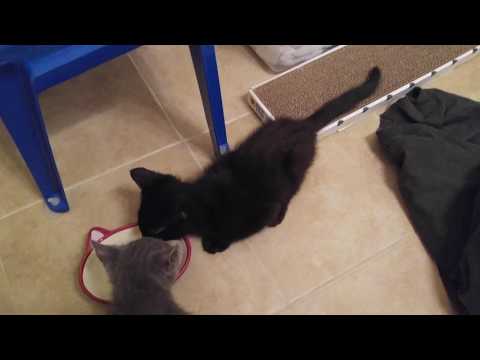 Athena and Apollo, June 24, 2017: Thirsty after a lot of running around playing.