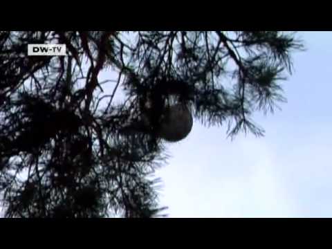 Landschaftsdesigner Enzo Enea | euromaxx