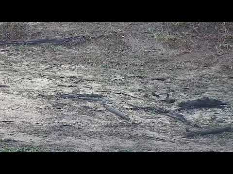 Djuma: Water Thick-knees - 06:43 - 10/26/21