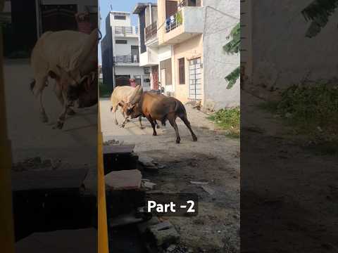 Bull fight part-2 | Desi bull fight | sandh ki ladai | #videoshort #funny #fighting #bull #trend