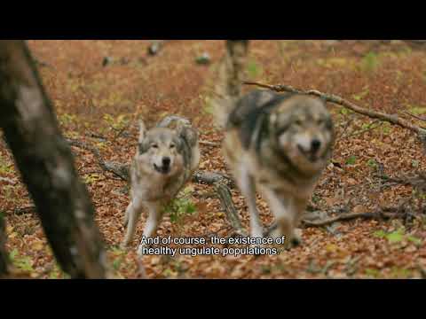 Parcul Natural Apuseni - Mamifere mari
