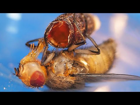 How a Maggot Turns Into a Fly: METAMORPHOSIS