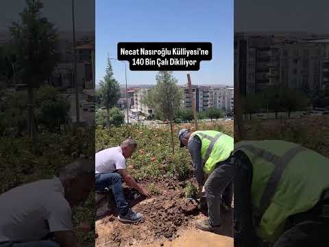 Necat Nasıroğlu Külliyesi’ne 140 Bin Çalı Dikiliyor  #keşfet  #batman  #haber #peyzaj #sondakika