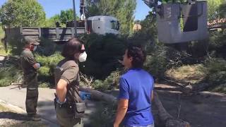 Un tram del Camí Antic tallat al trànsit per la tala de pins