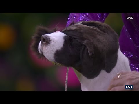 Freddie the English Springer Spaniel wins the Sporting Group | Westminster Kennel Club