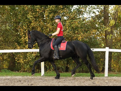 Stal Okkema's Jinte - Markus x Anders - Mare - 2019 - 1.64m
