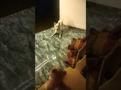 A doll cat and dog fight my dog is  shouting 😡😡😡