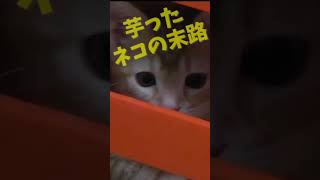 芋ったネコの末路 #shorts