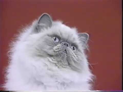 download lagu mp3 mp4 Kitty Kats, download lagu Kitty Kats gratis, unduh video klip Kitty Kats