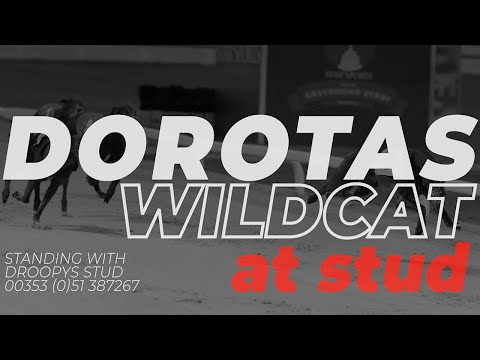 Dorotas Wildcat At Stud