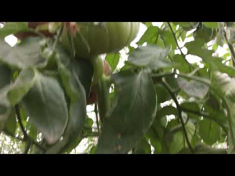 TOMATER I WAPNÖ VÄXTHUS