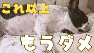 朝からお見送り頑張ったら倒れた🥲