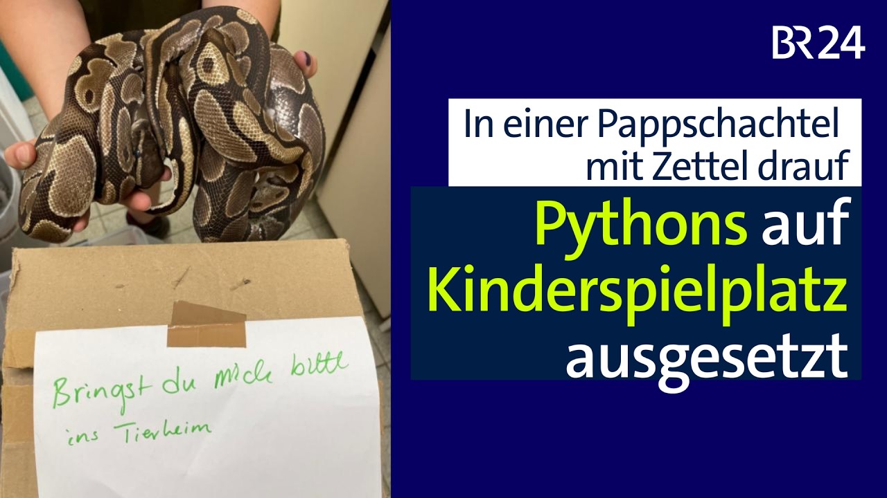 Pythons auf Kinderspielplatz ausgesetzt | Abendschau | BR24