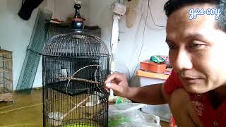 Download lagu The jingjing batu bird dies easily, here's the review mp3