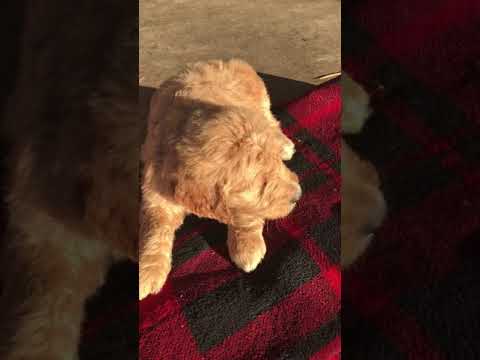 Winter is a classic Goldendoodle