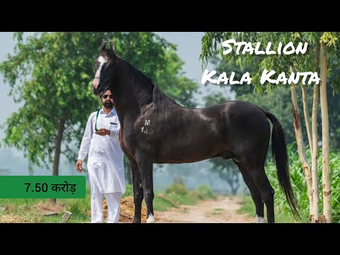 stallion kala kanta , big Black horse , horse lover