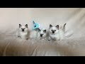 Litter C4 By Saba Cattery Www Birmans Eu
