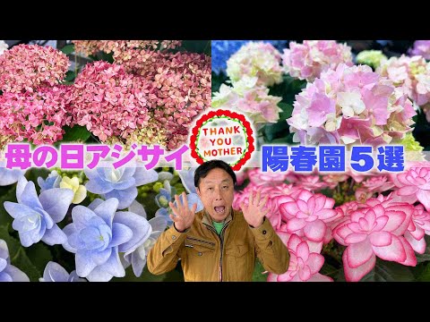 アジサイの種類 – 多様性の多様性 植物