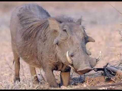 Warthog   Family of Pigs #animals