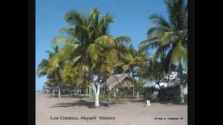 preview picture of video 'La Palma Cuata  de Los Corchos Nayarit Mexico Rare Palm Tree'