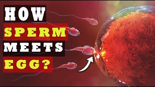How Sperm Meets an Egg to Fertilize | How Fast Sperm Travels to the Egg (SCIENCE EXPLAINED!)