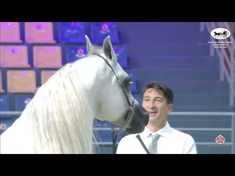 N 227 D MASHJI   Sharjah International Arabian Horse Festival 2022   Stallions 4 6 Years Old Section