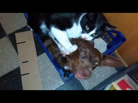 Cat licking small brown dog's ear (inside)
