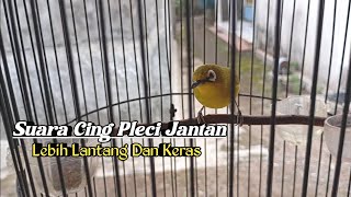 Download lagu SUARA CALL PLECI DAKUN BALI JANTAN LANTANG DAN KERAS #terapipleci #pleci #kicaumania mp3 Download lagu SUARA CALL PLECI DAKUN BALI JANTAN LANTANG DAN KERAS #terapipleci #pleci #kicaumania mp3
