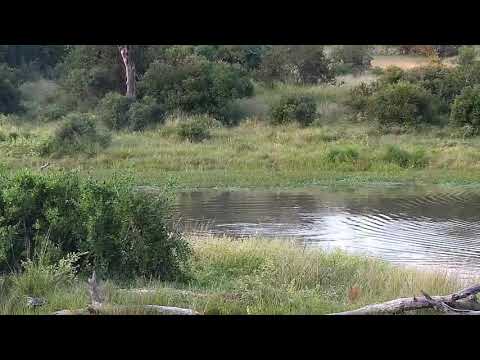 Djuma: Hippo in the dam - 17:33 - 03/26/21