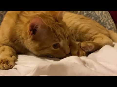 Male cat can’t stop licking his paw