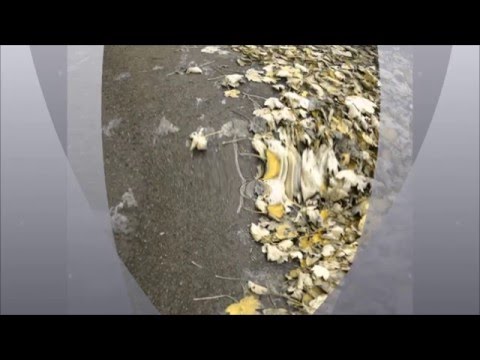 Four Seasons Synthesized - Autumn Part 1