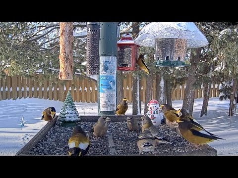 A Flurry Of Evening Grosbeaks Visit Frosty Ontario Feeders – Dec. 10, 2024
