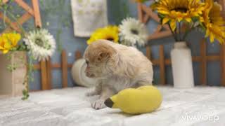 チワワ(ロング)の動画01