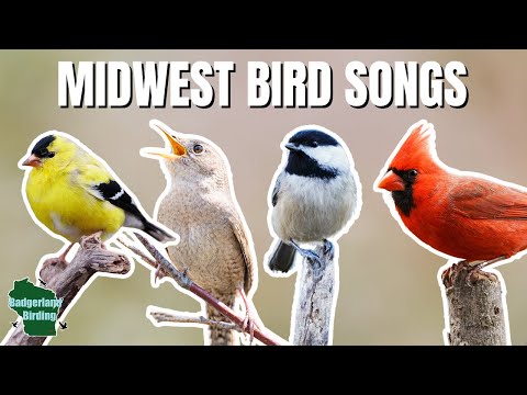 Learn 30 Common Backyard Bird Songs and Calls of the Midwest!
