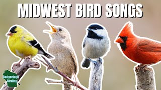 Learn 30 Common Backyard Bird Songs and Calls of the Midwest!