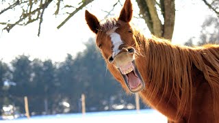 If it were not filmed, NO ONE WOULD BELIEVE - Funny Horse Videos
